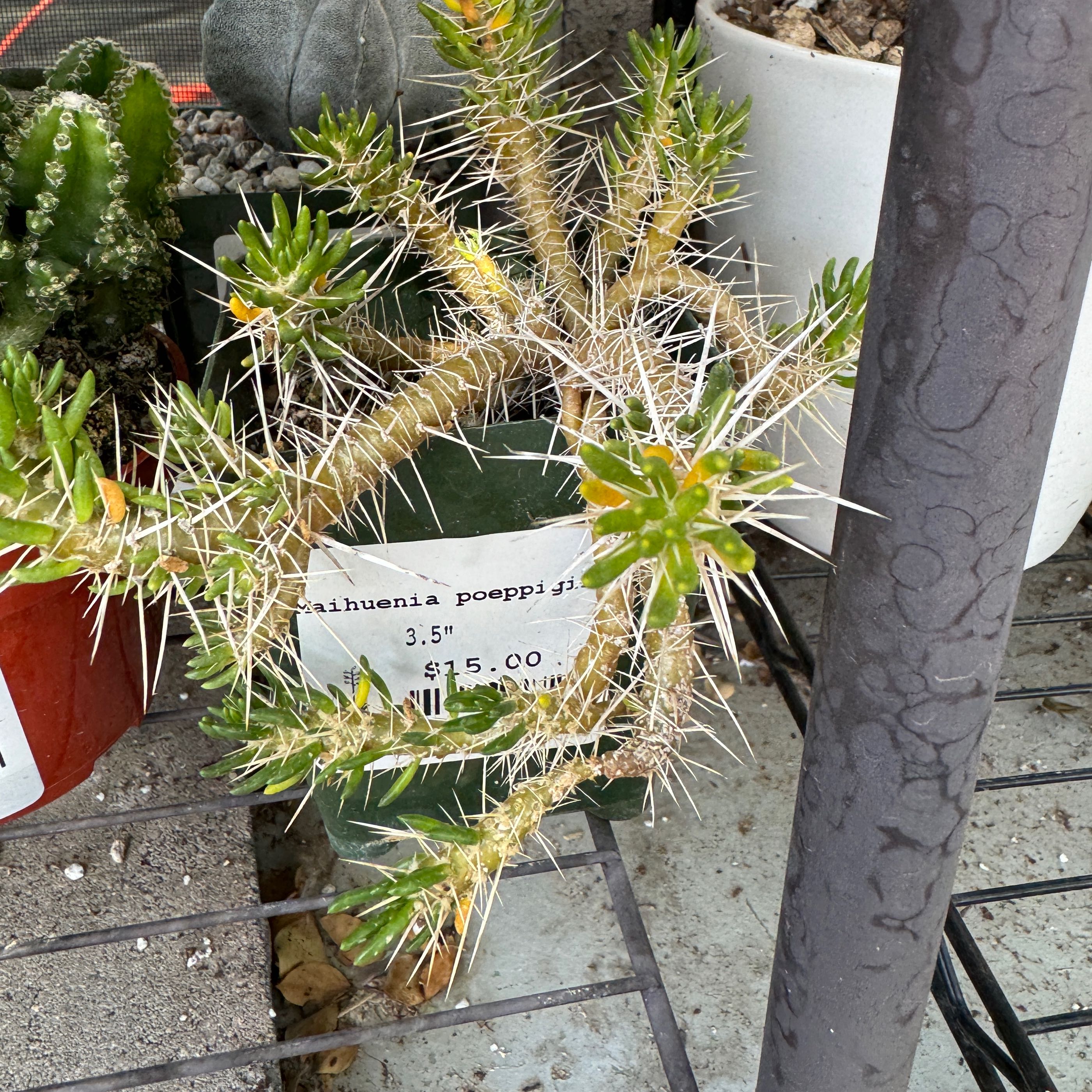 Photo of the plant species Maihuenia Poeppigii by @danhz named Homer on Greg, the plant care app