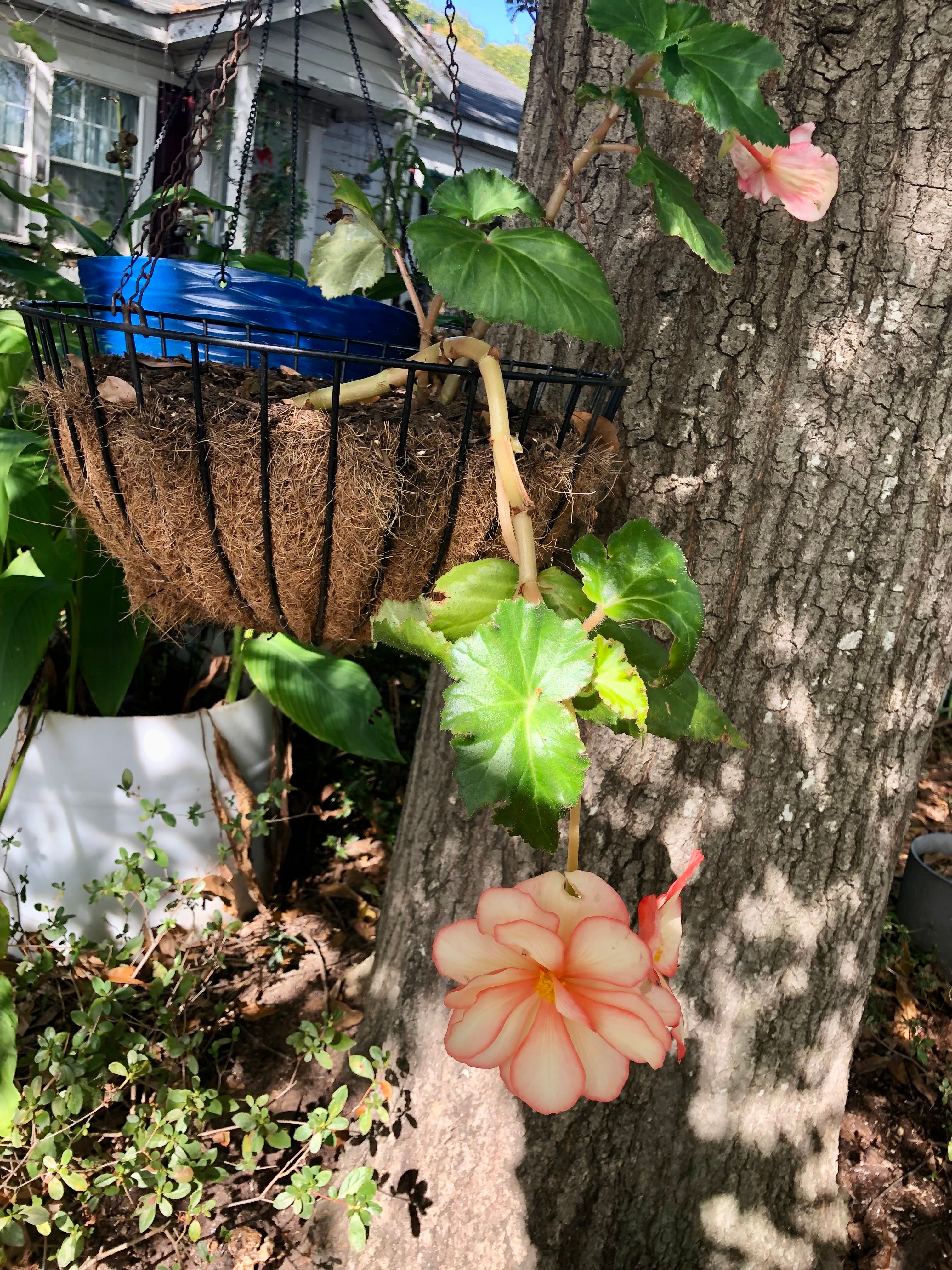 Why Are My Tuberous Begonia Leaves Droopy? 💧