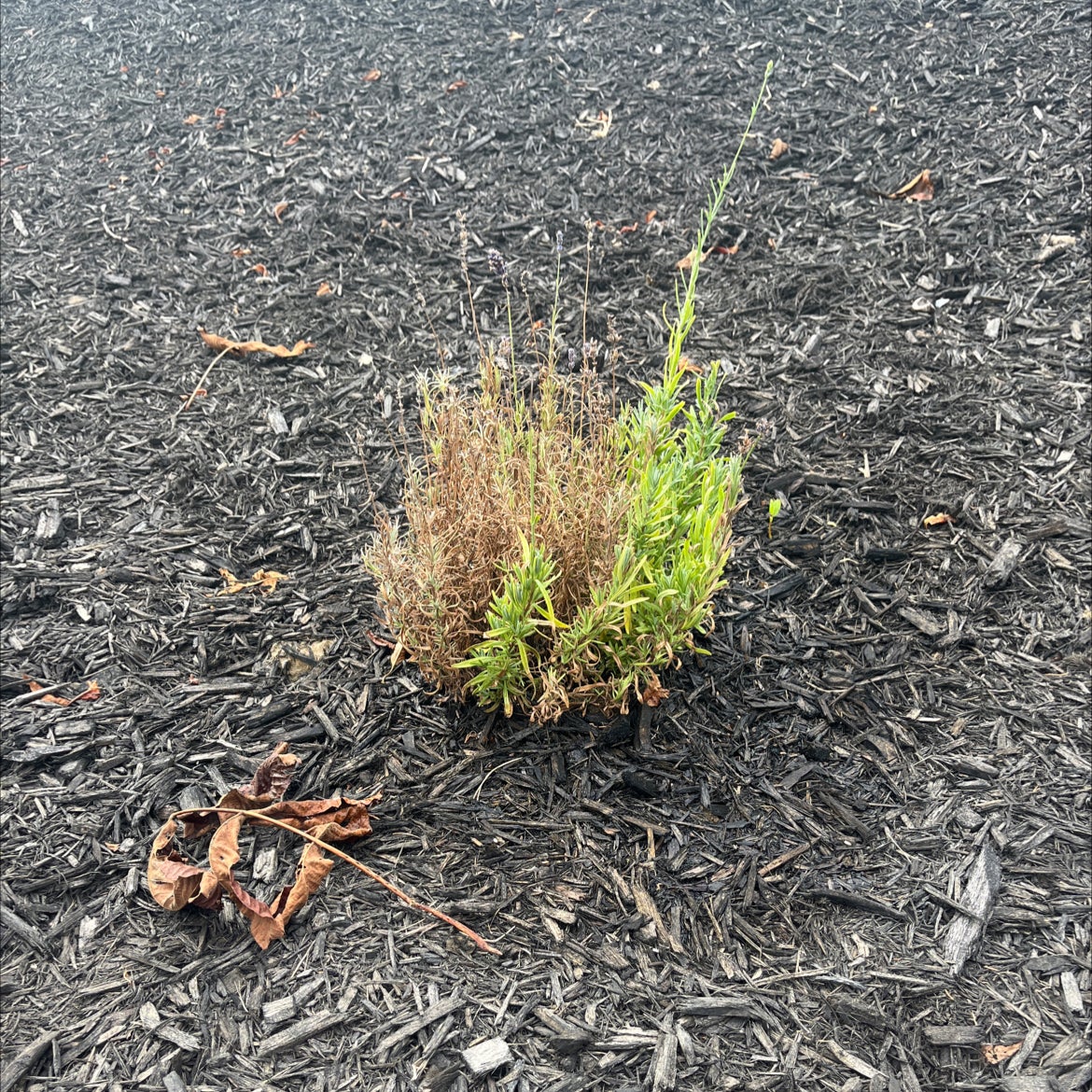 Photo of the plant species Lavandula Pedunculata by @NovelChollipo named Lavender on Greg, the plant care app