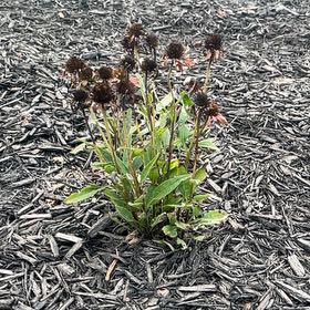 Photo of the plant species Coneflower by @NovelChollipo named Coneflower on Greg, the plant care app