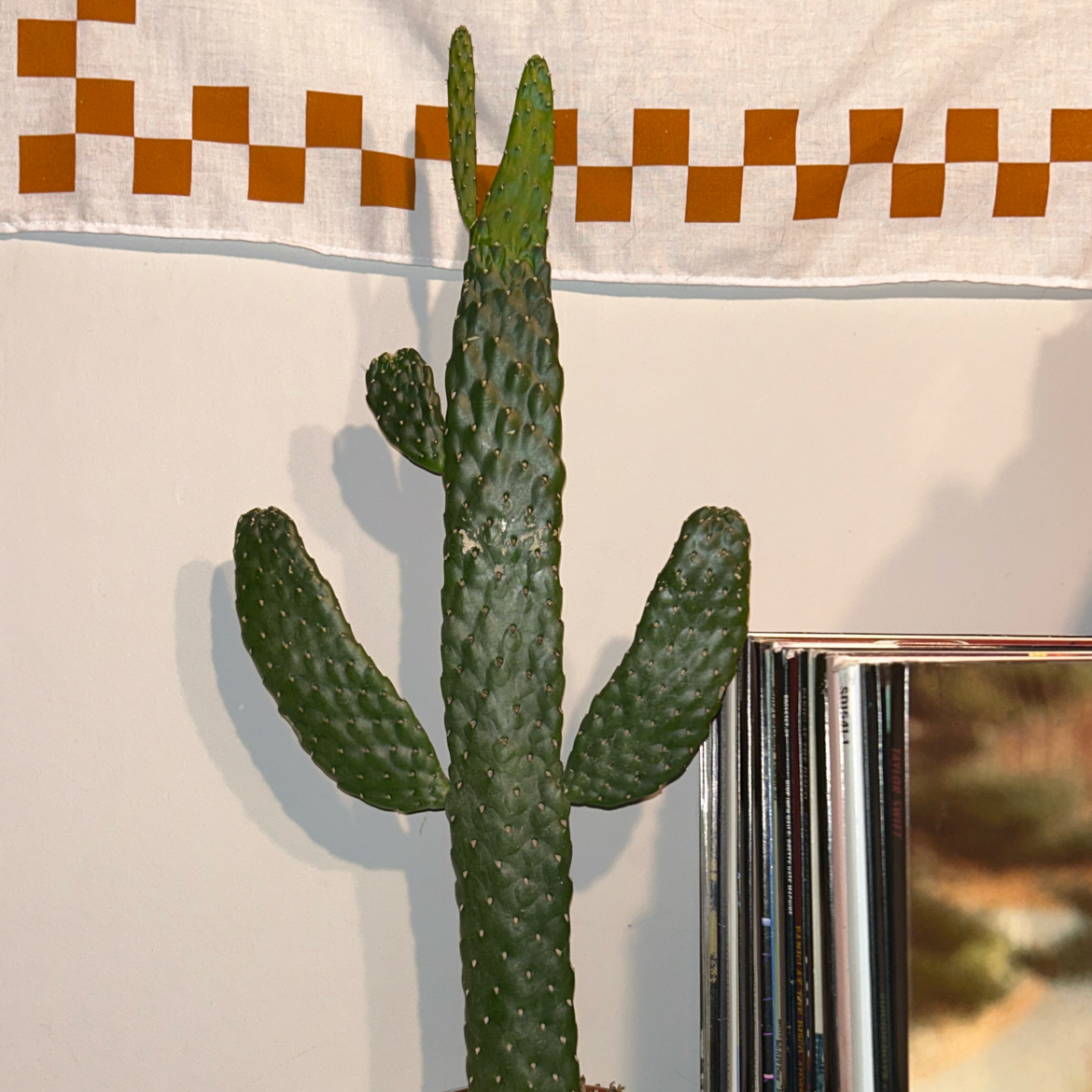 Woolyjoint Prickly Pear cactus with multiple pads, healthy appearance.