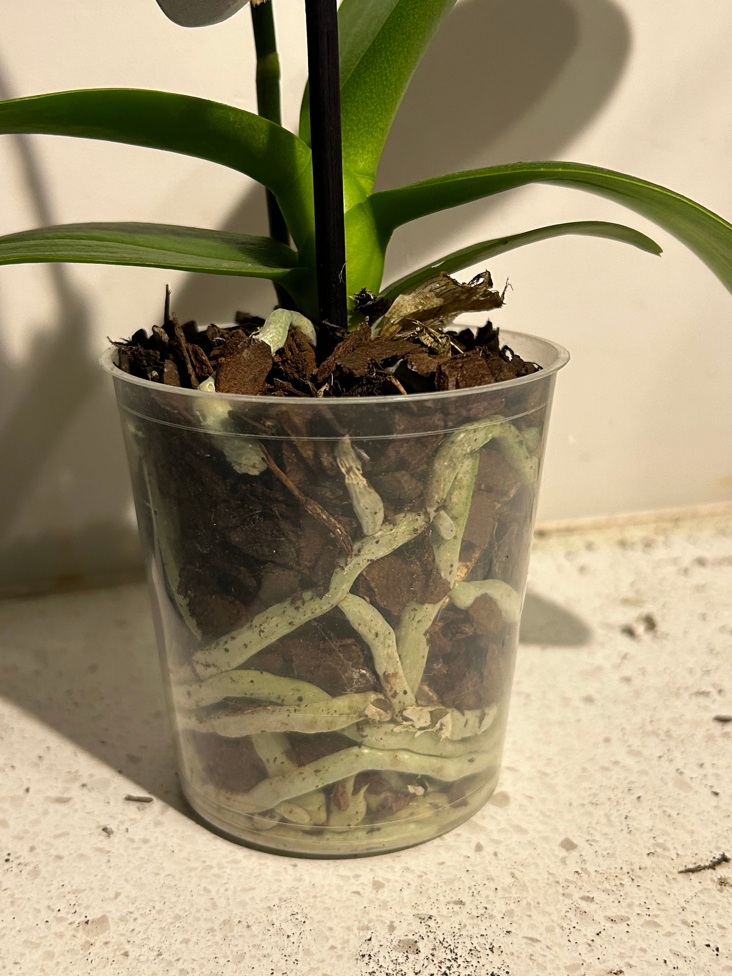 🌀 Why Are My Phalaenopsis Orchid Leaves Curling?