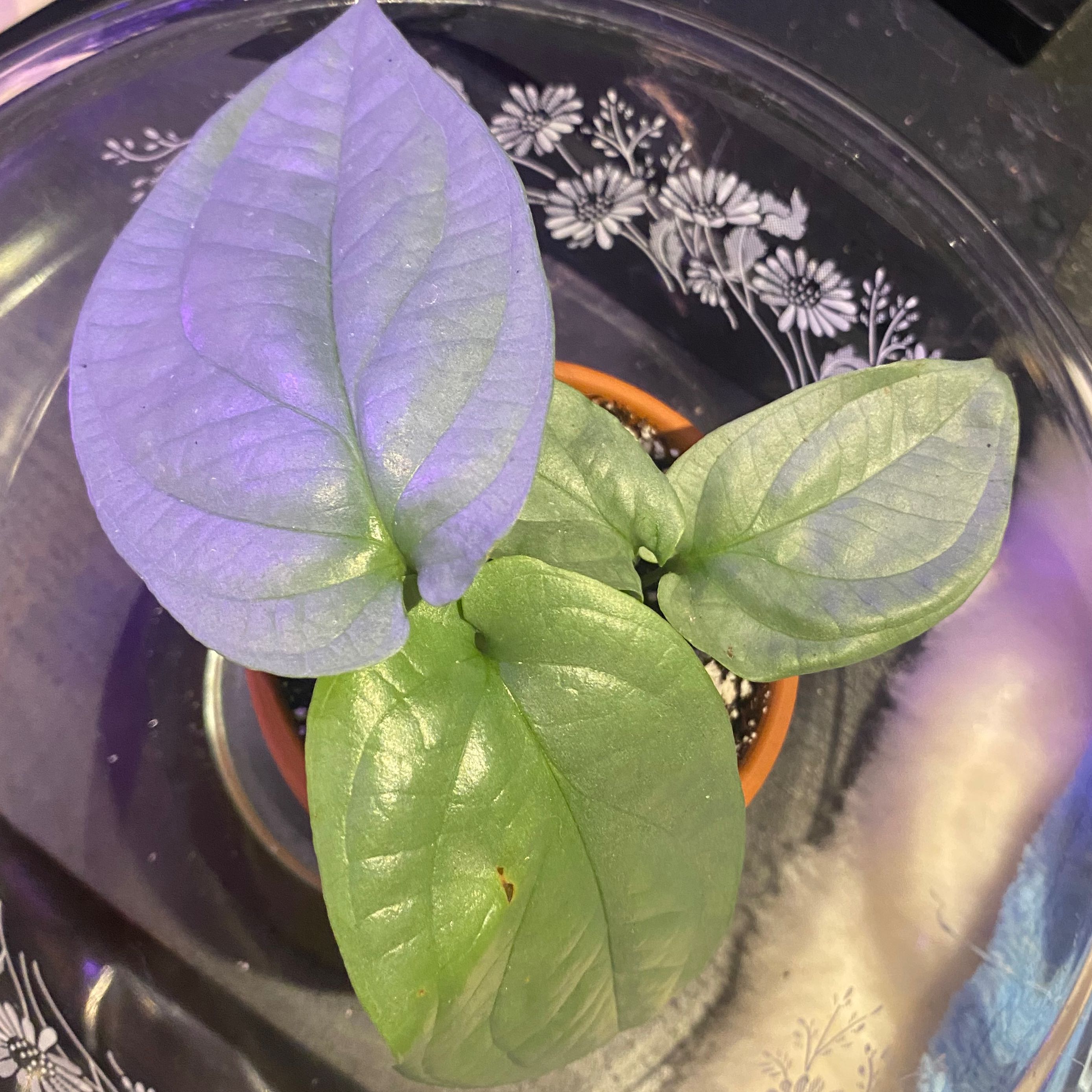 Potted Amydrium 'Spider Man' plant with broad green leaves, healthy appearance.