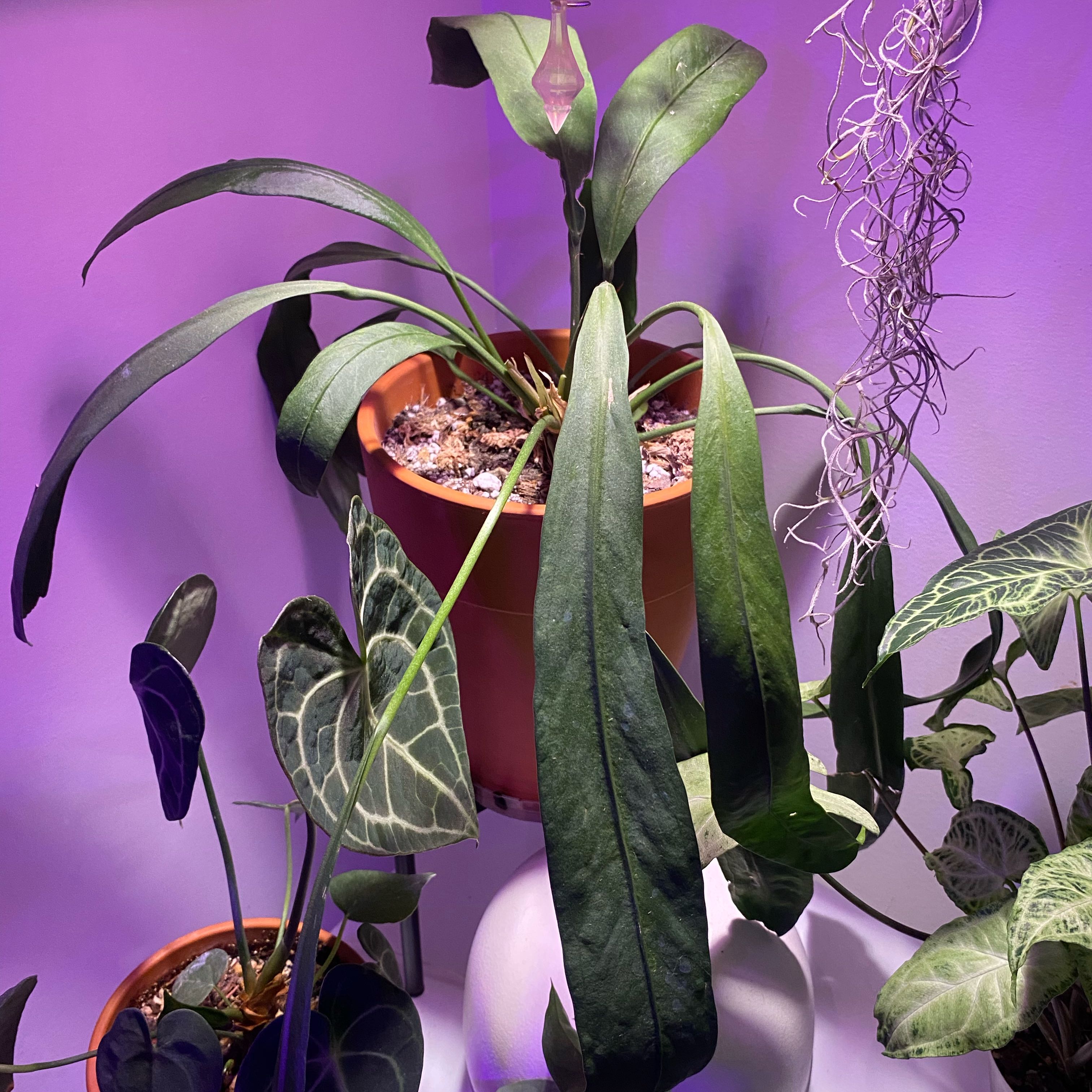 Photo of the plant species Anthurium vittariifolium by @Gruesome named Clooney on Greg, the plant care app