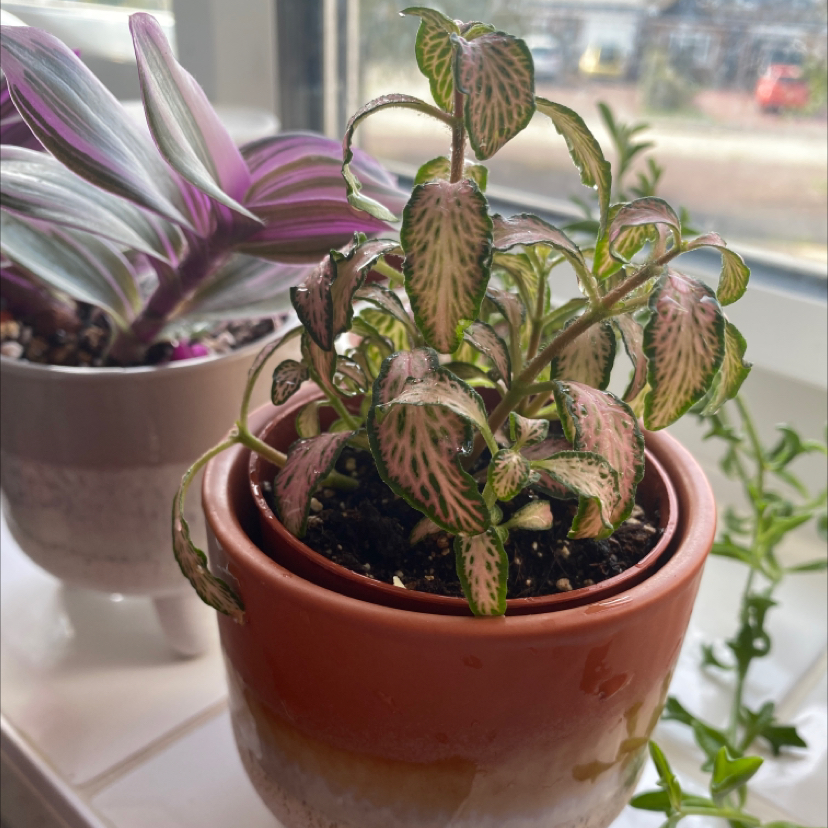 Pink Angel Nerve Plant in a pot with another plant in the background.
