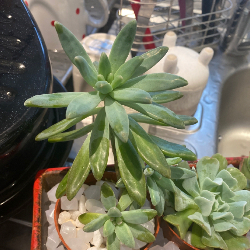Graptosedum 'Francesco Baldi' plant with healthy green leaves in a pot with decorative stones.
