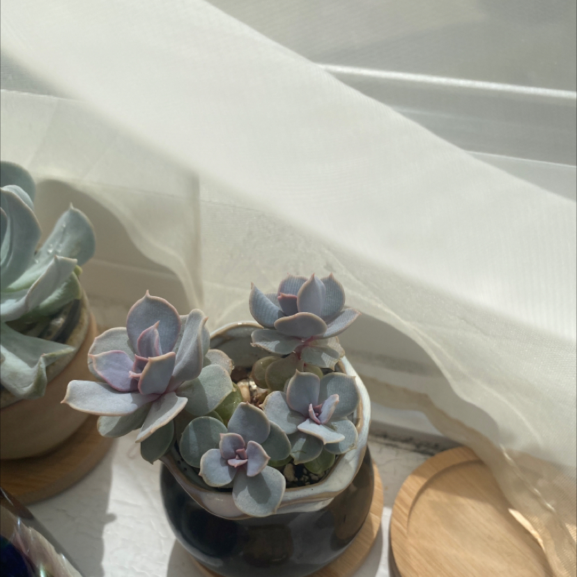 Photo of the plant species Echeveria Trompette by @BeneficFivespot named Zeus on Greg, the plant care app