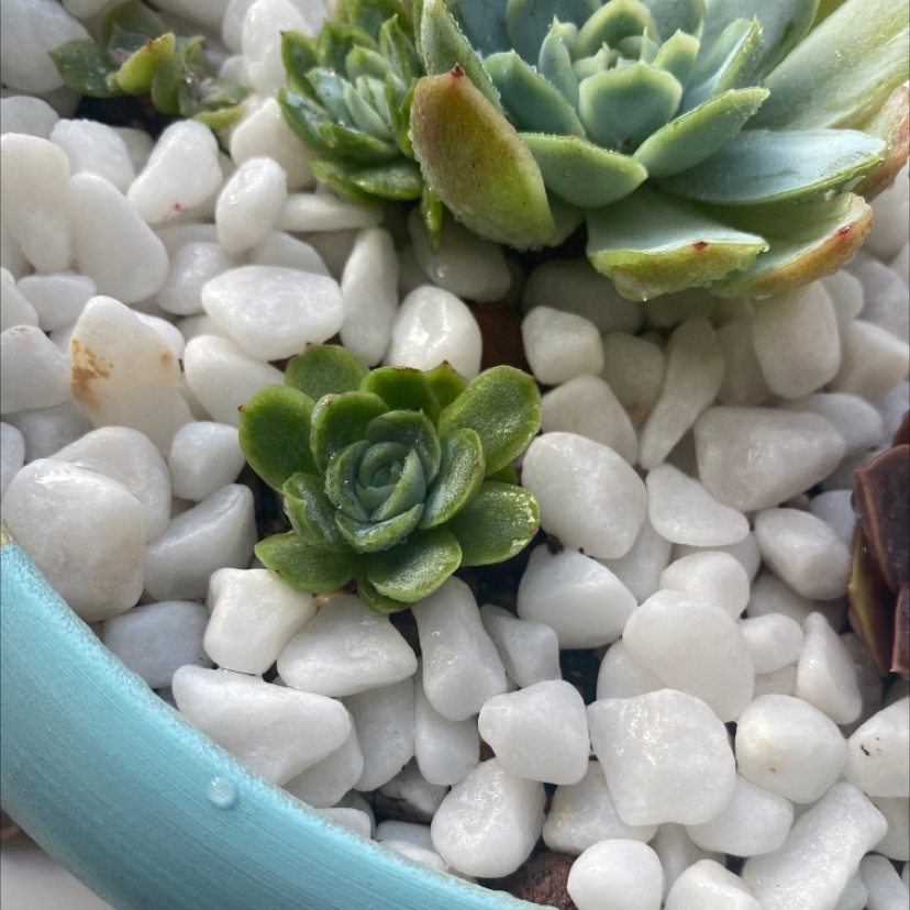 Echeveria 'Fleur Blanc' succulent in a pot with white stones, appears healthy.