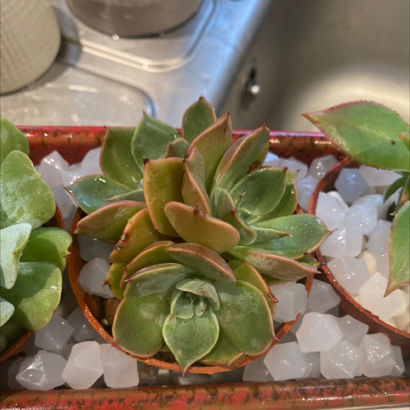 Photo of the plant species Costa Brava Echeveria by @BeneficFivespot named Lola on Greg, the plant care app