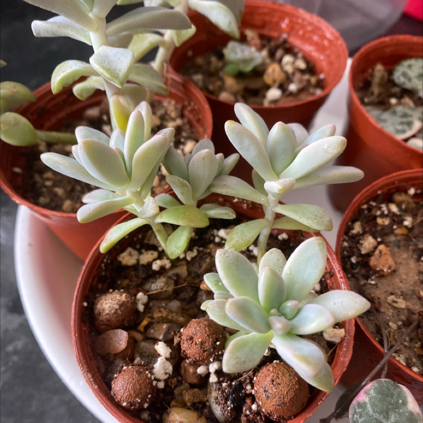 Multiple potted Graptosedum 'Francesco Baldi' succulents with visible soil, well-framed and in focus.