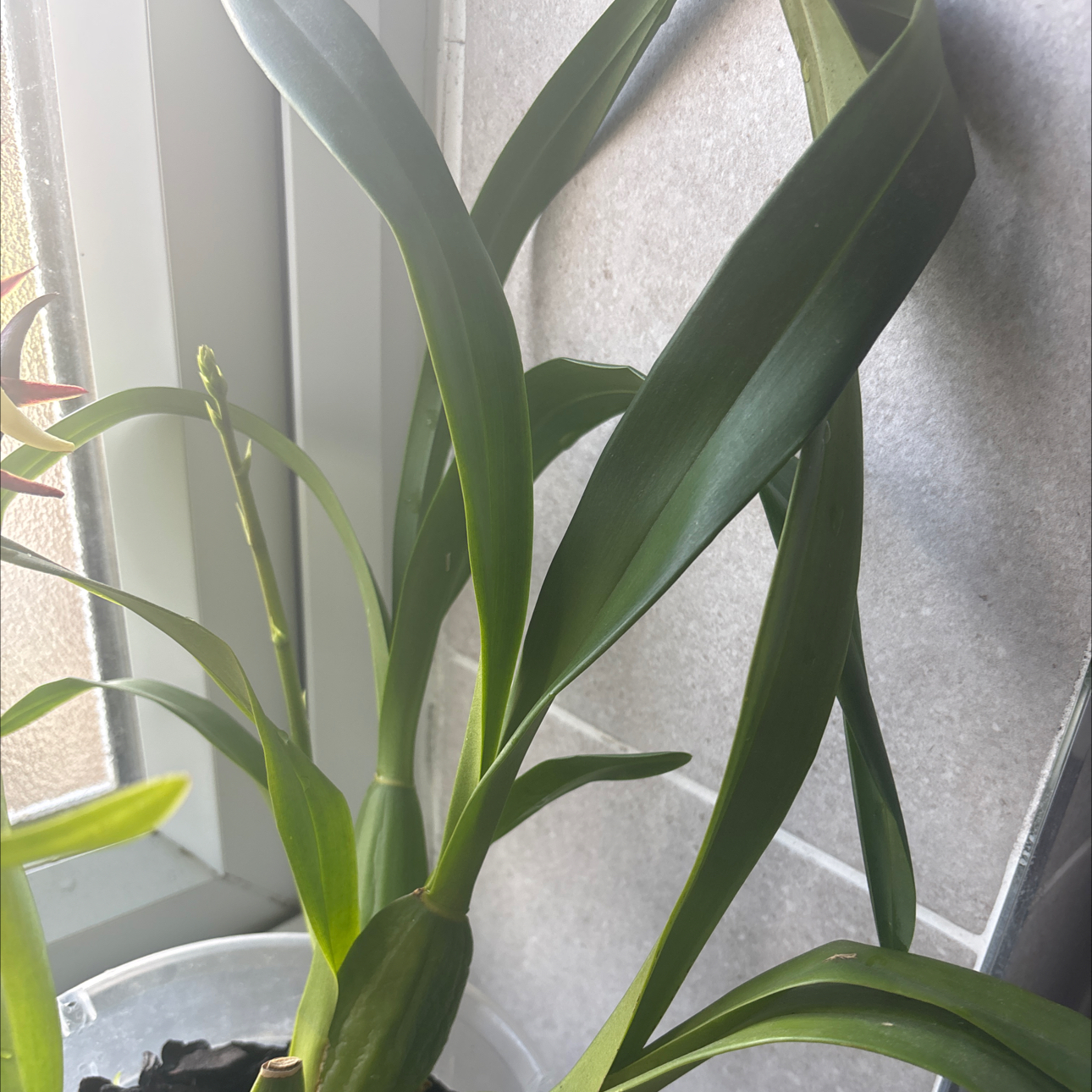 Photo of the plant species Oncidium 'Lemon Heart' by @BeneficFivespot named Dax on Greg, the plant care app