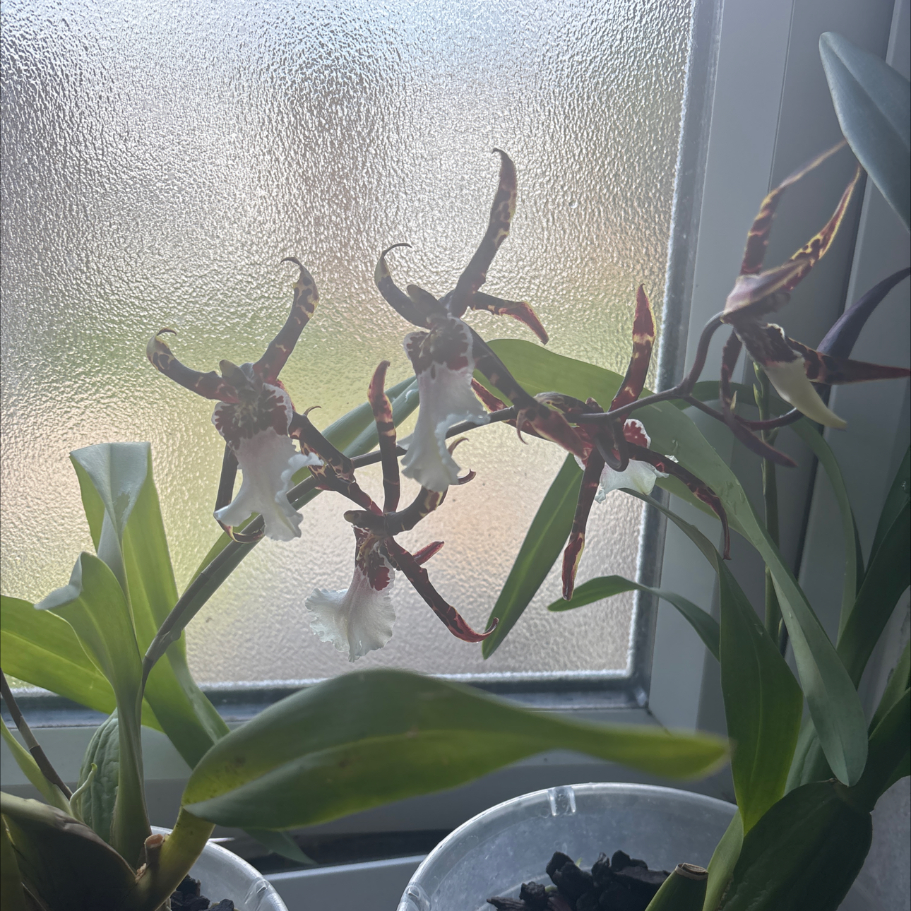Photo of the plant species Spider Orchid by @BeneficFivespot named Sigmund on Greg, the plant care app