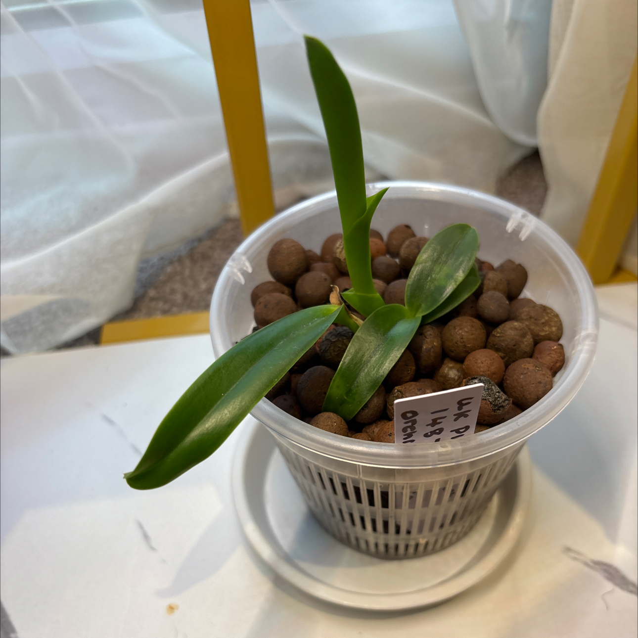 Photo of the plant species Crimson Cattleya by @BeneficFivespot named Treeyoncé on Greg, the plant care app
