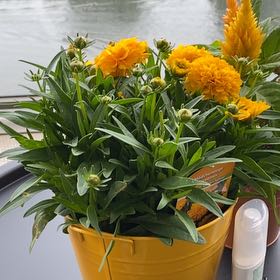 Photo of the plant species Golden Sphere by @UndefeatedOxlip named Zion on Greg, the plant care app
