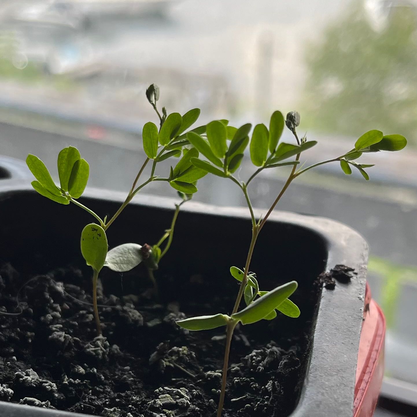 Photo of the plant species Screwbean Mesquite by @SuppleGiantreed named Screwbean on Greg, the plant care app