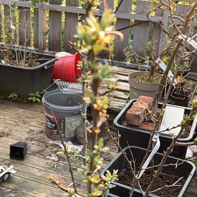 Photo of the plant species Sea-Buckthorn by @SuppleGiantreed named Sherlock on Greg, the plant care app