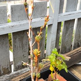 Photo of the plant species Sea-Buckthorn by @SuppleGiantreed named Fernie Mercury on Greg, the plant care app