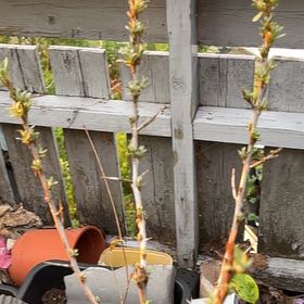 Photo of the plant species Sea-Buckthorn by @SuppleGiantreed named Harry on Greg, the plant care app
