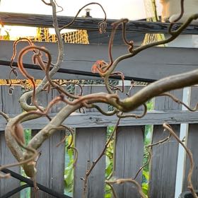 Photo of the plant species Western Beaked Hazel by @SuppleGiantreed named Orlando Bloom on Greg, the plant care app