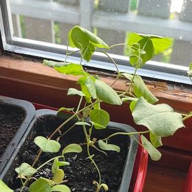 Photo of the plant species Liquorice by @SuppleGiantreed named Eva on Greg, the plant care app