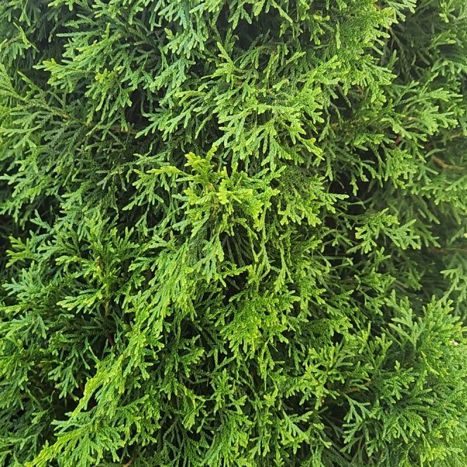 Photo of the plant species Biota by @AgreeablePuriri named Sproutacus on Greg, the plant care app