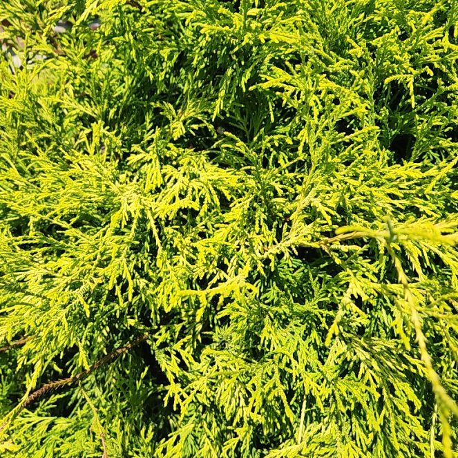 Photo of the plant species Palhinhaea Cernua by @AgreeablePuriri named Emerson on Greg, the plant care app