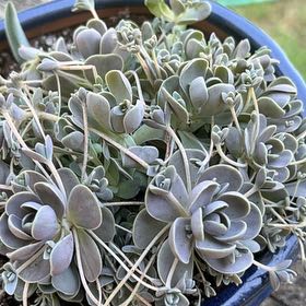 Photo of the plant species Chinese Dunce Cap 'Album' by @AdvisableFord named Queen on Greg, the plant care app