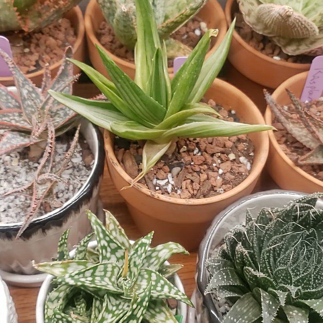 Photo of the plant species Aloe 'Walmsley's Bronze' by @LuminousSoybean named Forrest on Greg, the plant care app