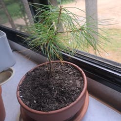 Eastern White Pine plant