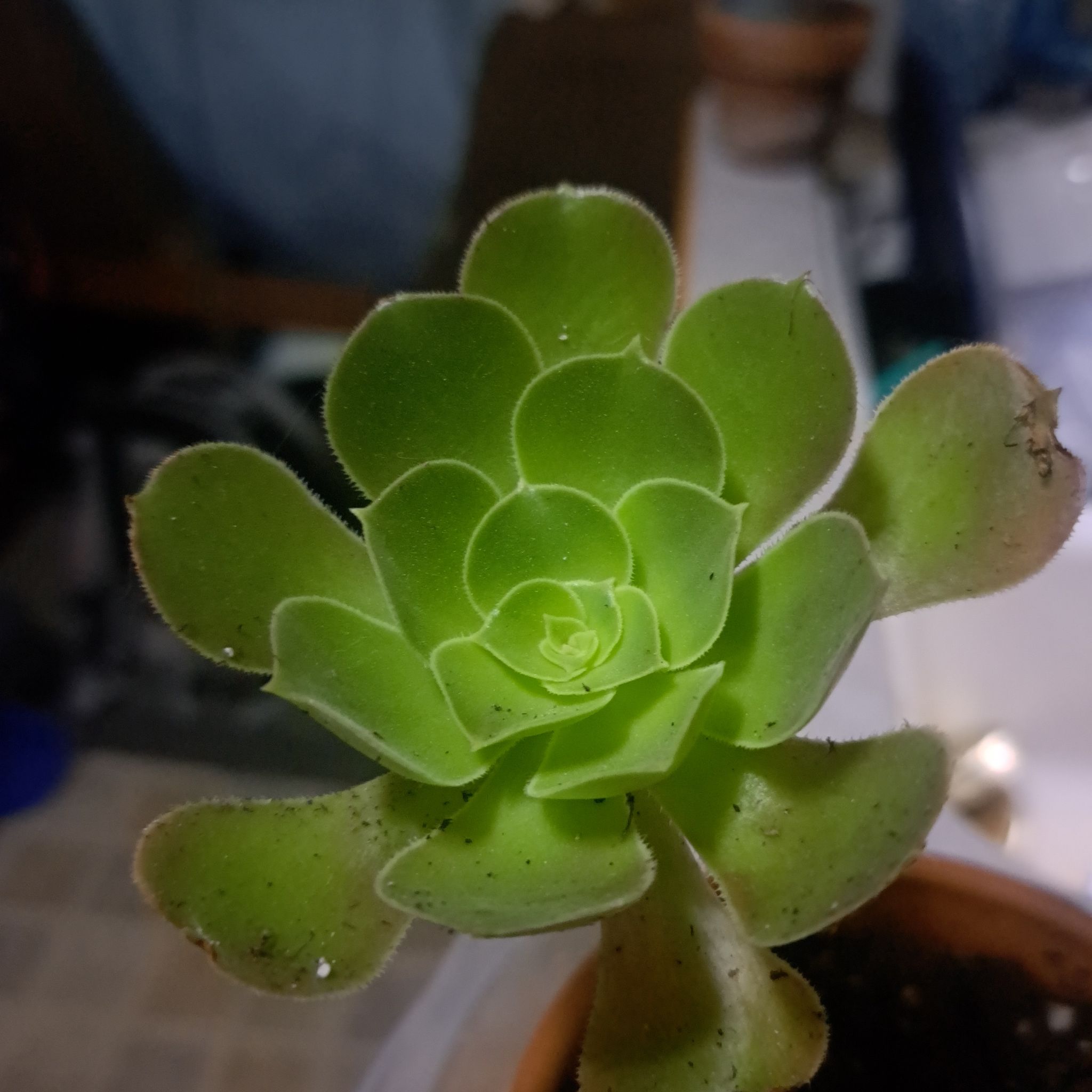 Photo of the plant species Aeonium Nobile by @ElderCosmobaby named Stella on Greg, the plant care app