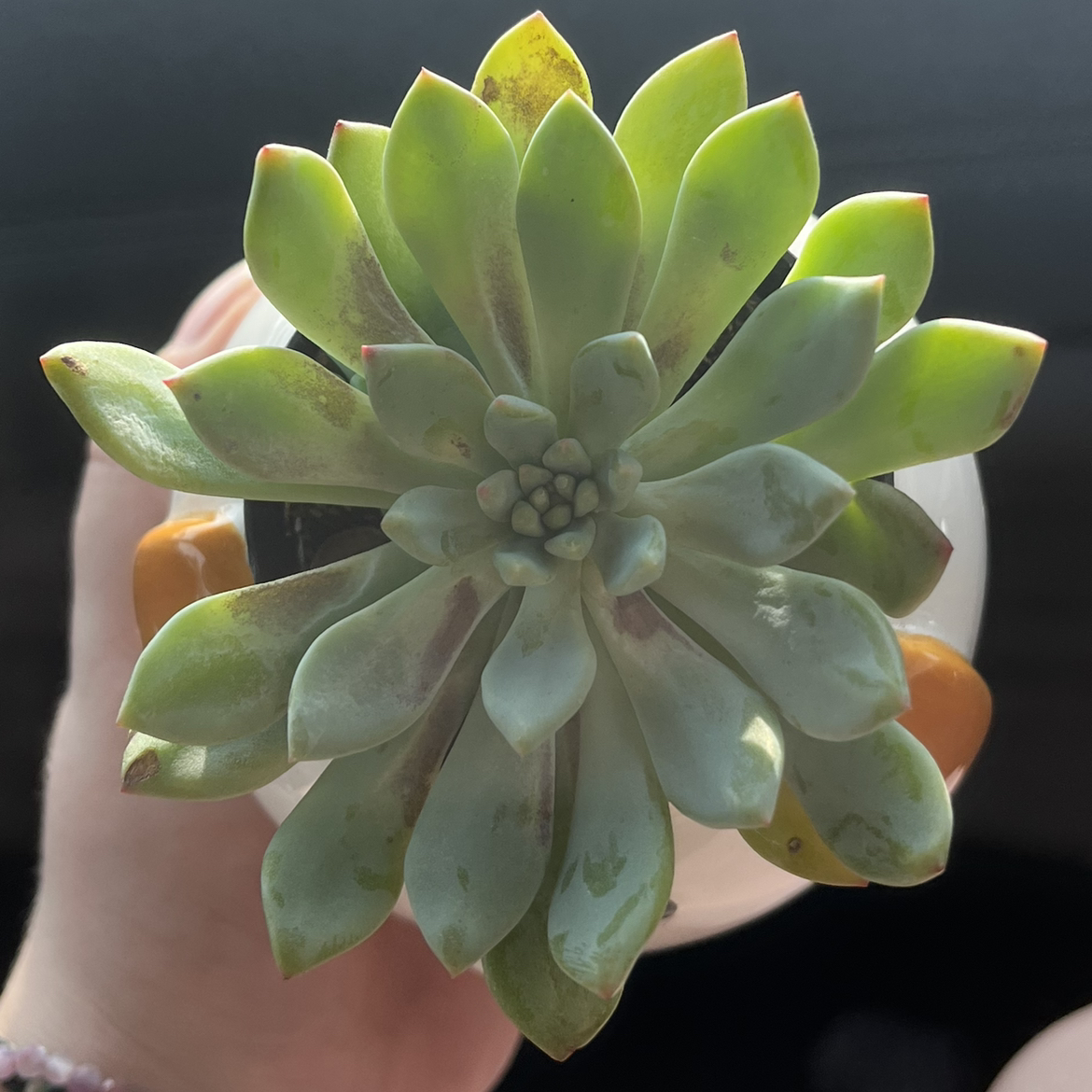 Top view of a Sedeveria 'Blue Elf' succulent held by a hand, showing healthy green leaves.