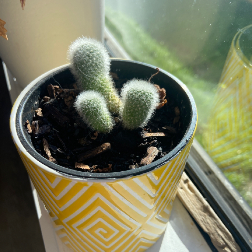 Silver Torch Cactus in a yellow patterned pot on a windowsill.