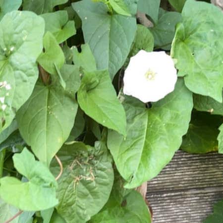 Photo of the plant species Hedge Bindweed by Sativa named Maya on Greg, the plant care app