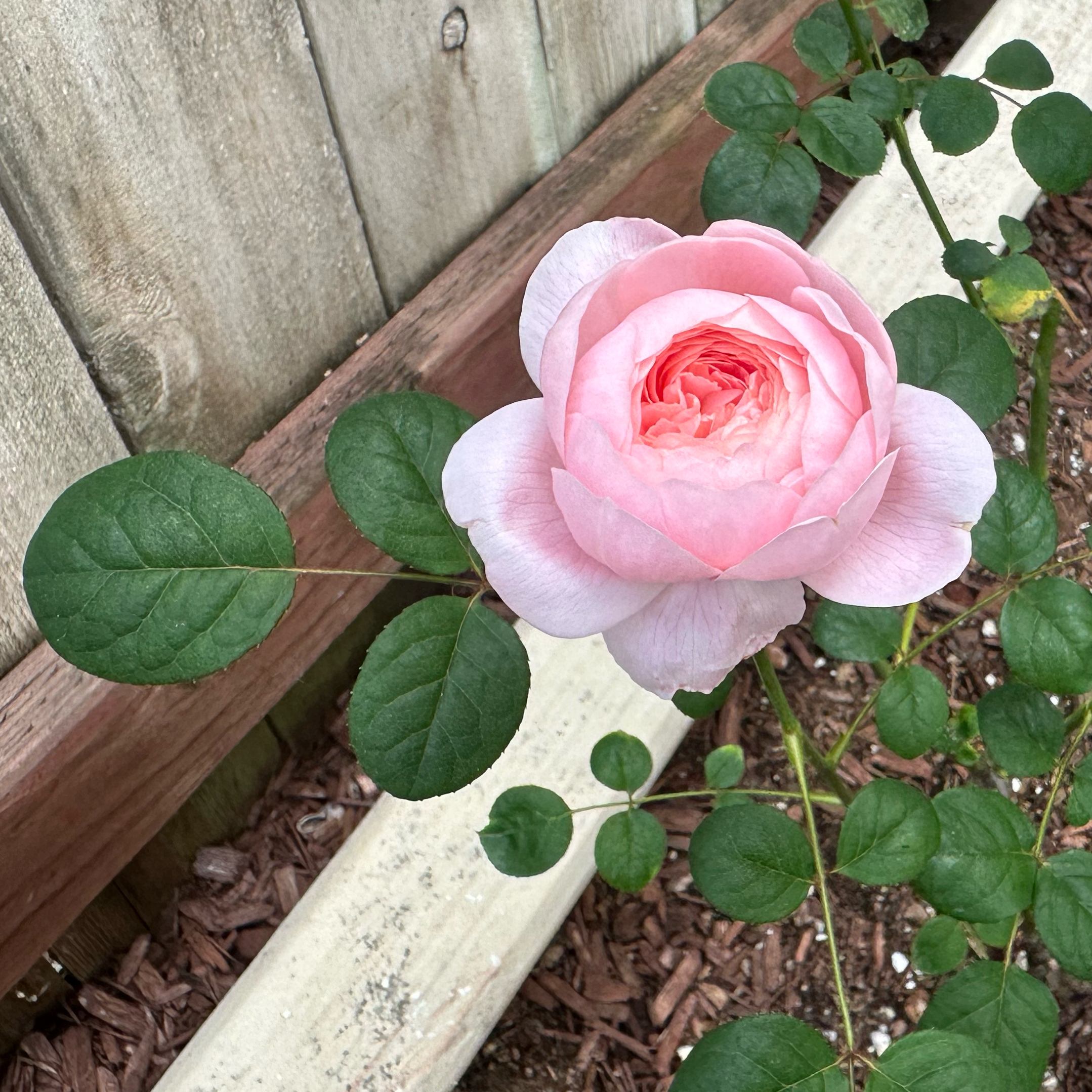 Photo of the plant species English roses by @BrainyJiaogulan named Queen of Sweden on Greg, the plant care app