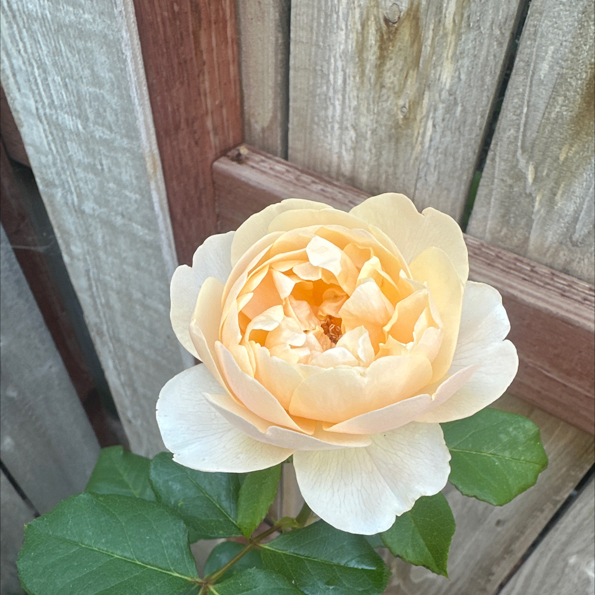 Photo of the plant species David Austin Rose by @BrainyJiaogulan named Roald Dahl on Greg, the plant care app
