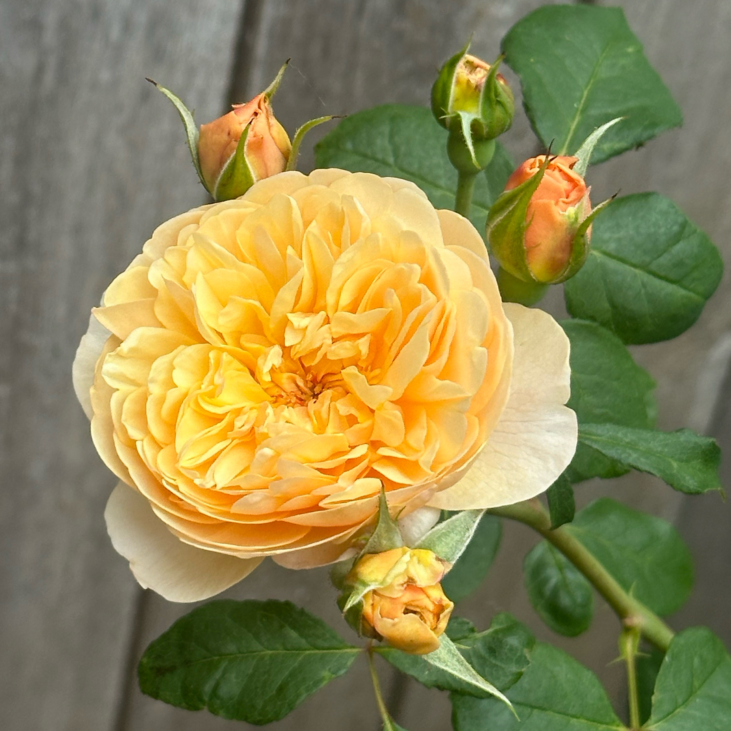 Photo of the plant species David Austin Rose by @BrainyJiaogulan named Roald Dahl on Greg, the plant care app