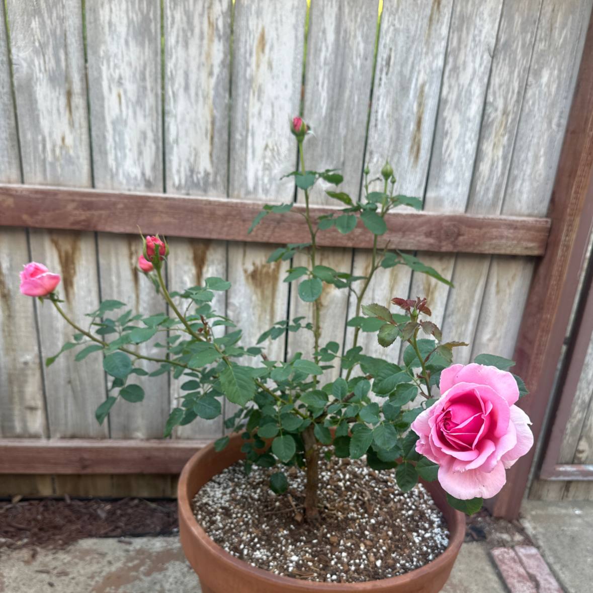Photo of the plant species David Austin Rose by @BrainyJiaogulan named Kent on Greg, the plant care app
