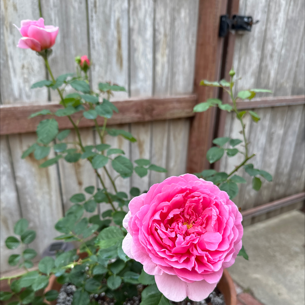 Photo of the plant species David Austin Rose by @BrainyJiaogulan named Kent on Greg, the plant care app