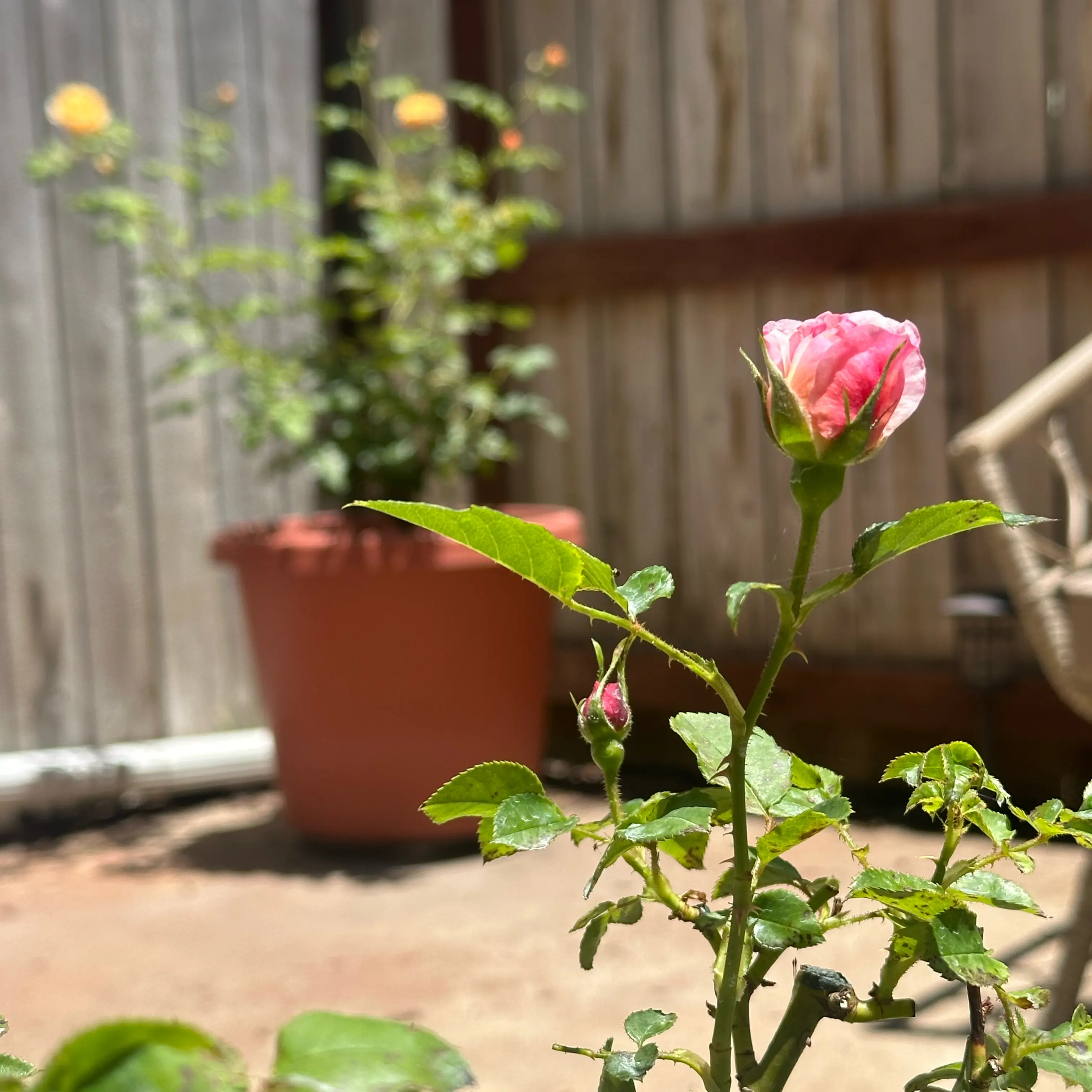Photo of the plant species David Austin Rose by @BrainyJiaogulan named Costance on Greg, the plant care app
