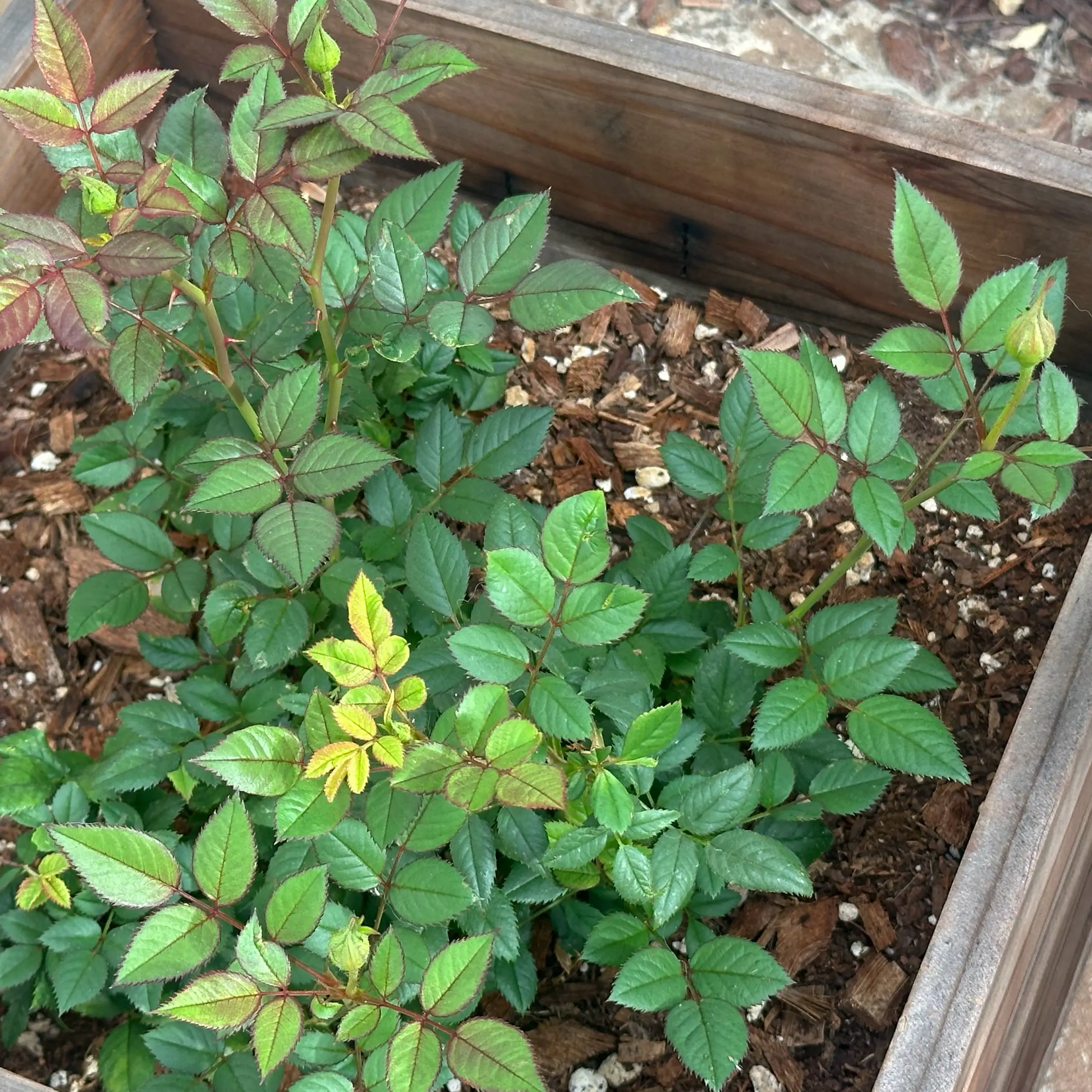 Photo of the plant species Miniature Rose by @BrainyJiaogulan named Remi on Greg, the plant care app