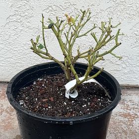 Photo of the plant species David Austin Rose by @BrainyJiaogulan named Zion on Greg, the plant care app