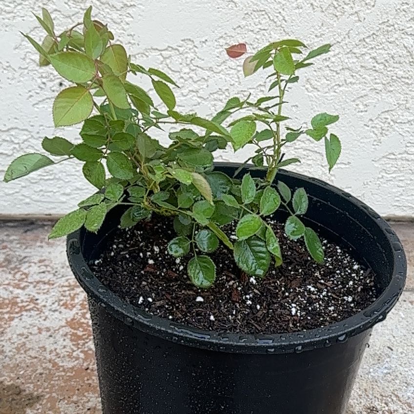 Photo of the plant species David Austin Rose by @BrainyJiaogulan named Sir Plancelot on Greg, the plant care app