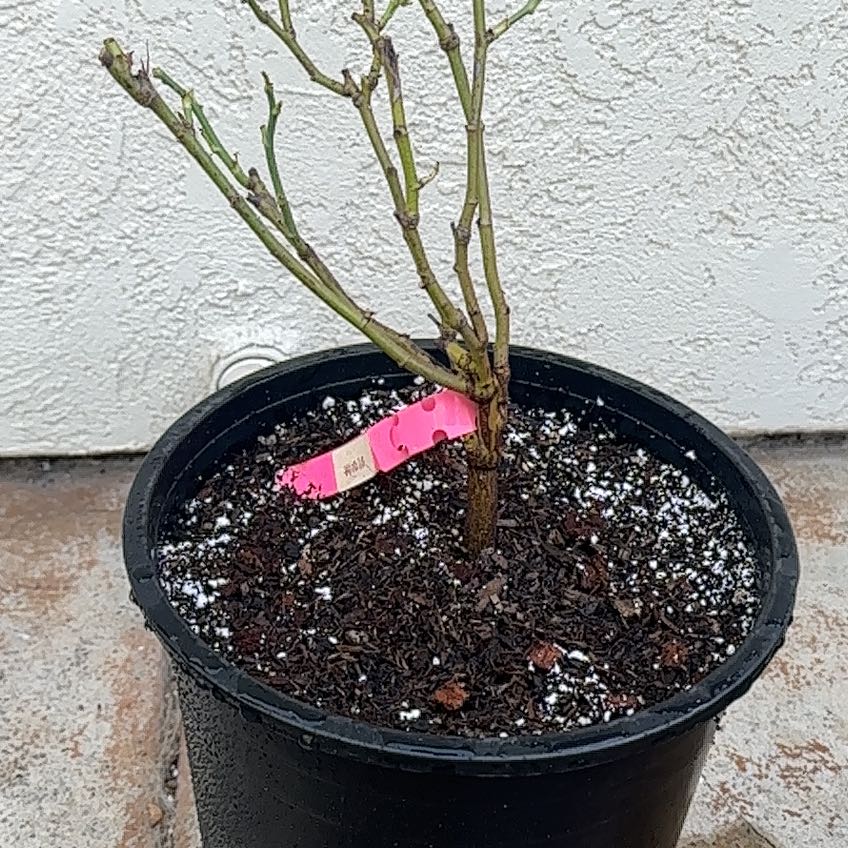 Photo of the plant species David Austin Rose by @BrainyJiaogulan named Ronaldo on Greg, the plant care app