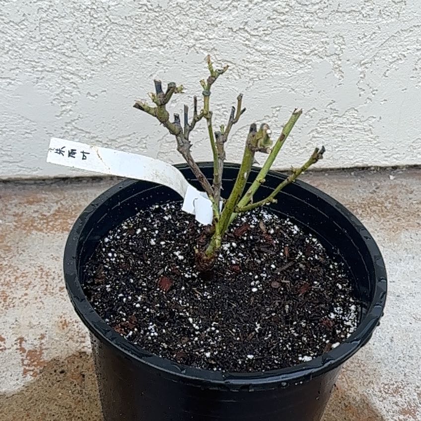 Photo of the plant species David Austin Rose by @BrainyJiaogulan named Clooney on Greg, the plant care app