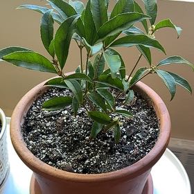 Photo of the plant species Tea Olive by @BrainyJiaogulan named Prince on Greg, the plant care app