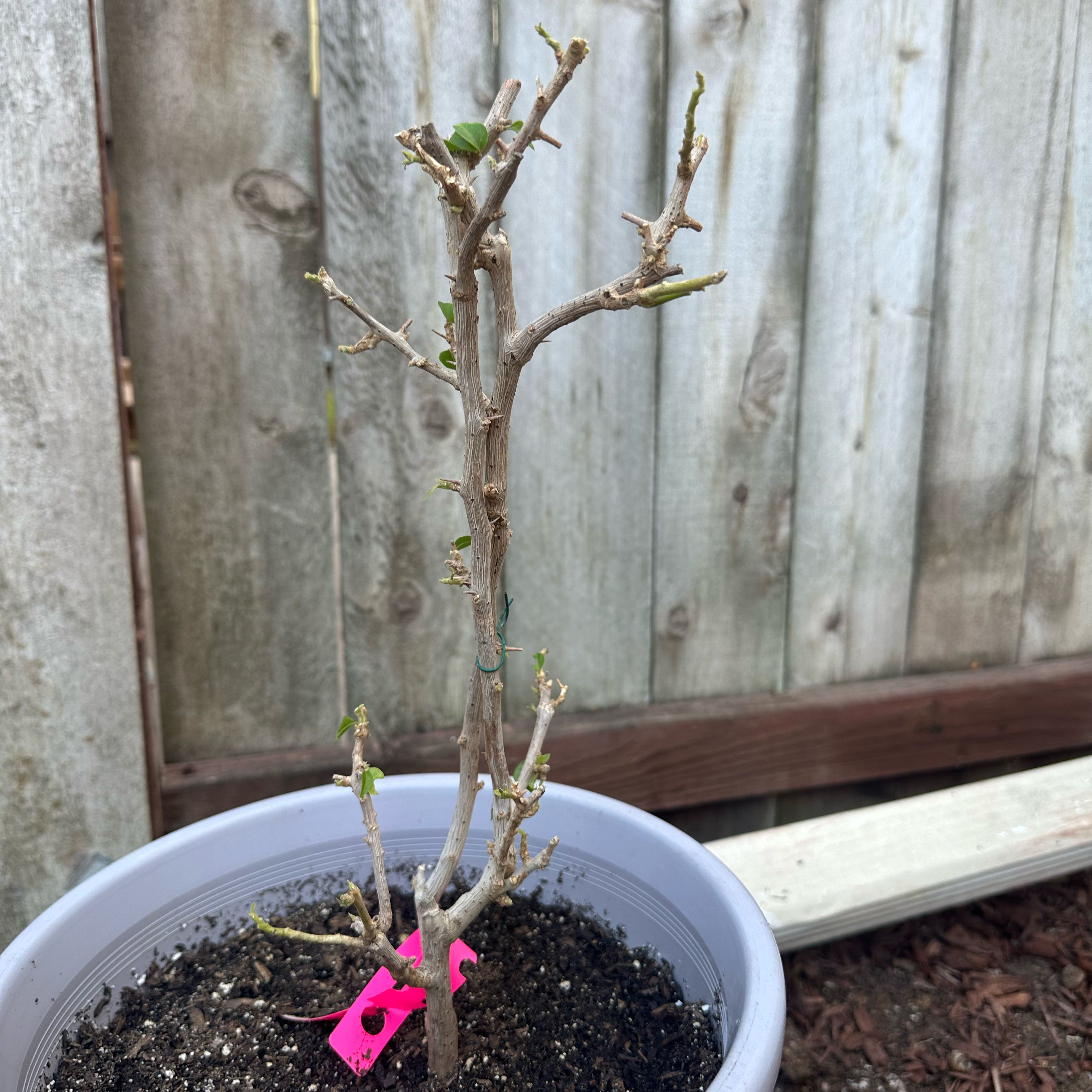 Photo of the plant species Bougainvillea by @BrainyJiaogulan named 娆 on Greg, the plant care app