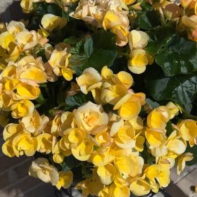 Begonia