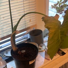 Photo of the plant species Elephant Ear by @FullCanadaplum named Walt on Greg, the plant care app