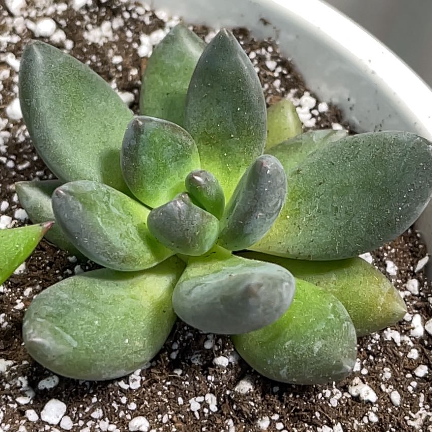 Photo of the plant species little jewel by @NoblyCoralfern named Pax on Greg, the plant care app