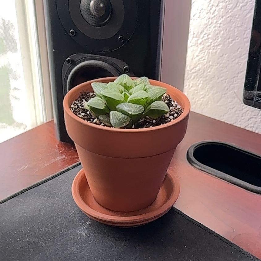 Haworthia emelyae uploaded to the Greg plant app by @GreatFanmoss